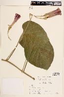 Ipomoea descolei image