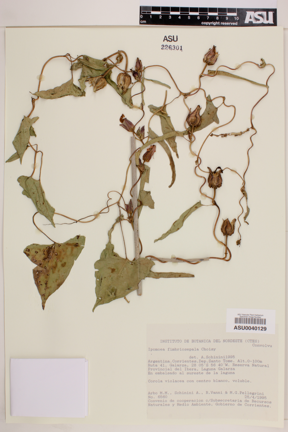 Ipomoea fimbriosepala image
