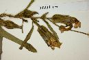 Ipomoea fimbriosepala image