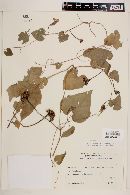 Ipomoea grandifolia image