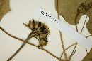 Ipomoea grandifolia image