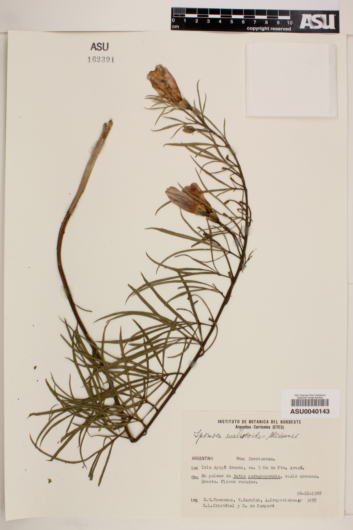 Ipomoea malvaeoides image