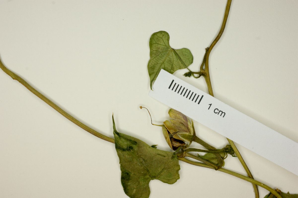 Ipomoea parasitica image