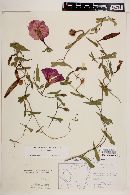 Ipomoea sagittata image