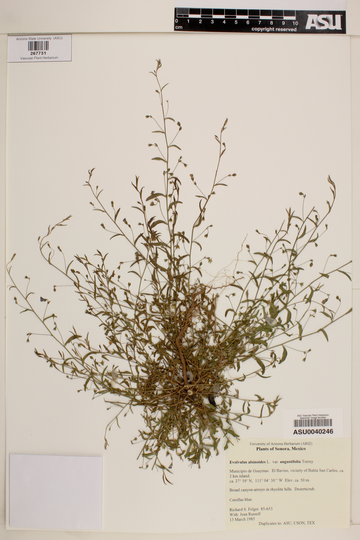 Evolvulus alsinoides var. angustifolia image