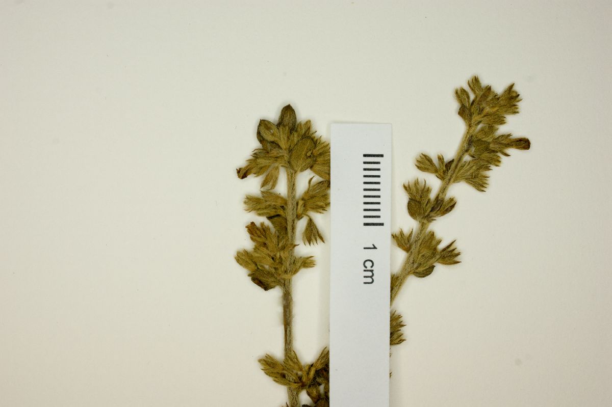 Evolvulus maximiliani image