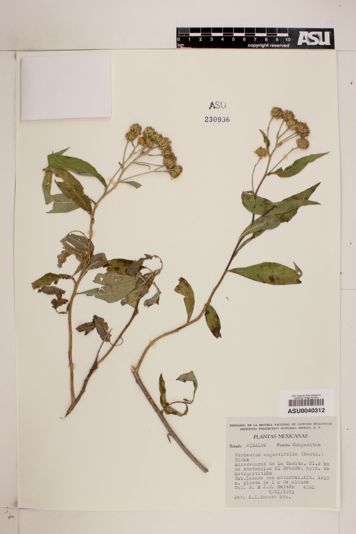 Verbesina angustifolia image