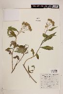Verbesina angustifolia image