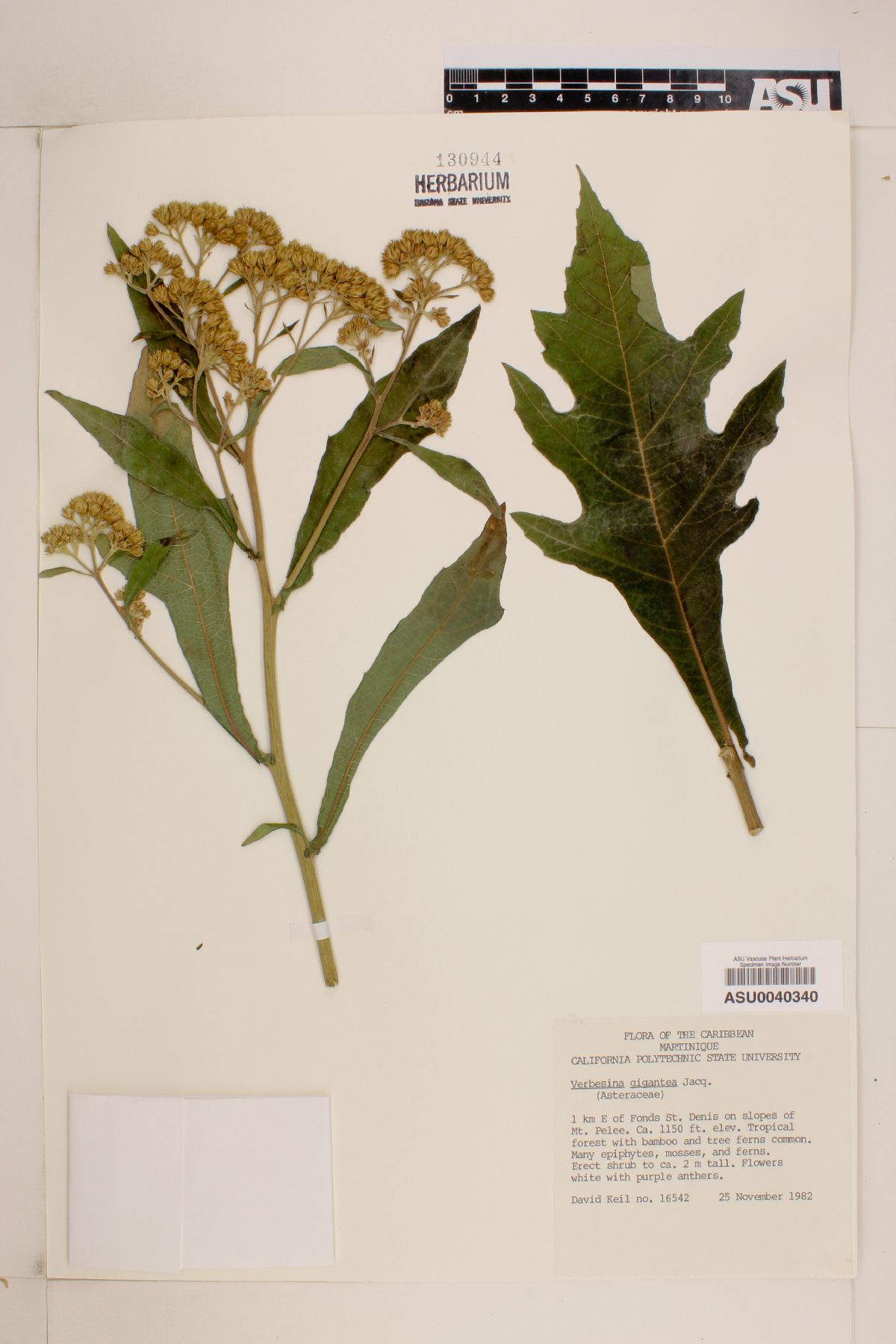 Verbesina gigantea image