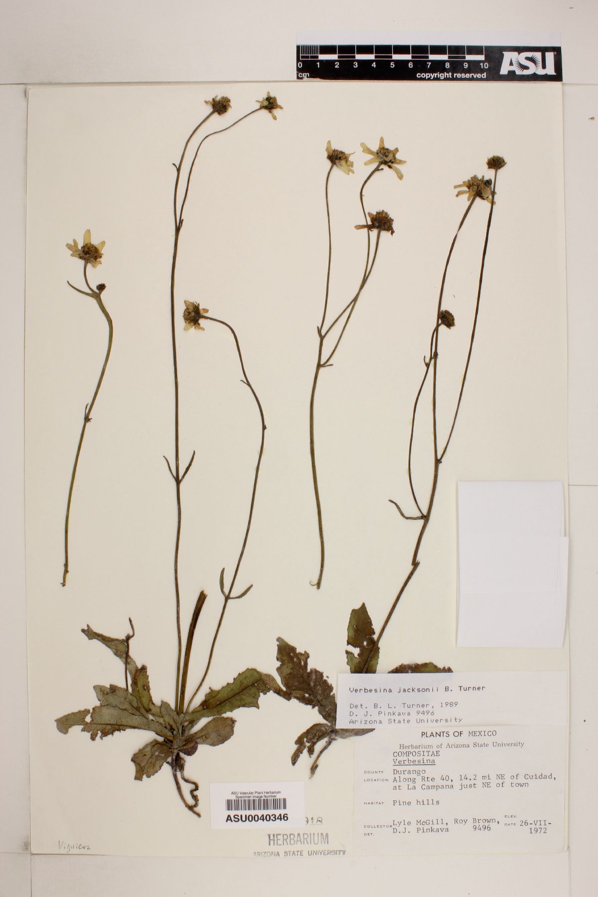 Verbesina jacksonii image