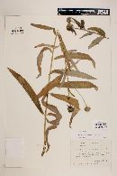 Verbesina longifolia image