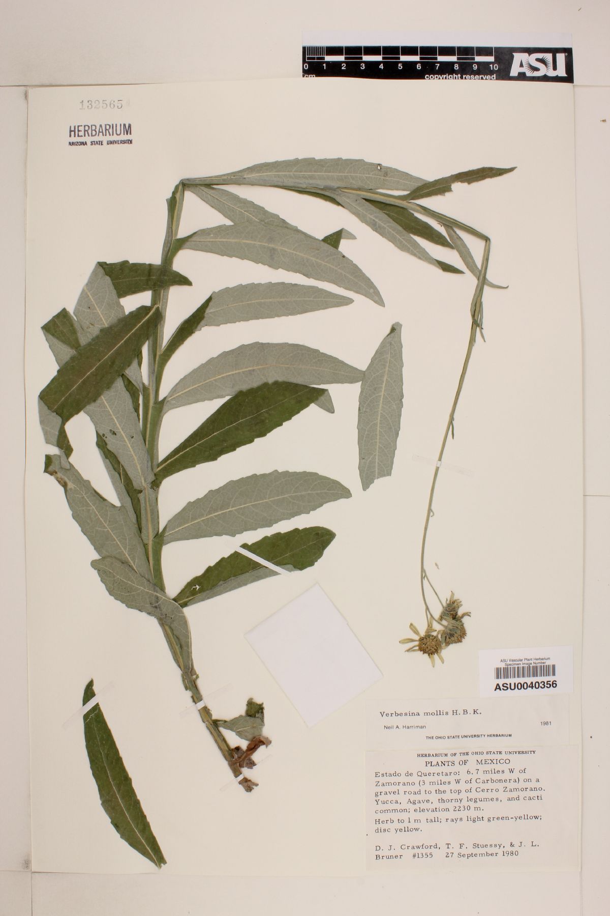 Verbesina mollis image