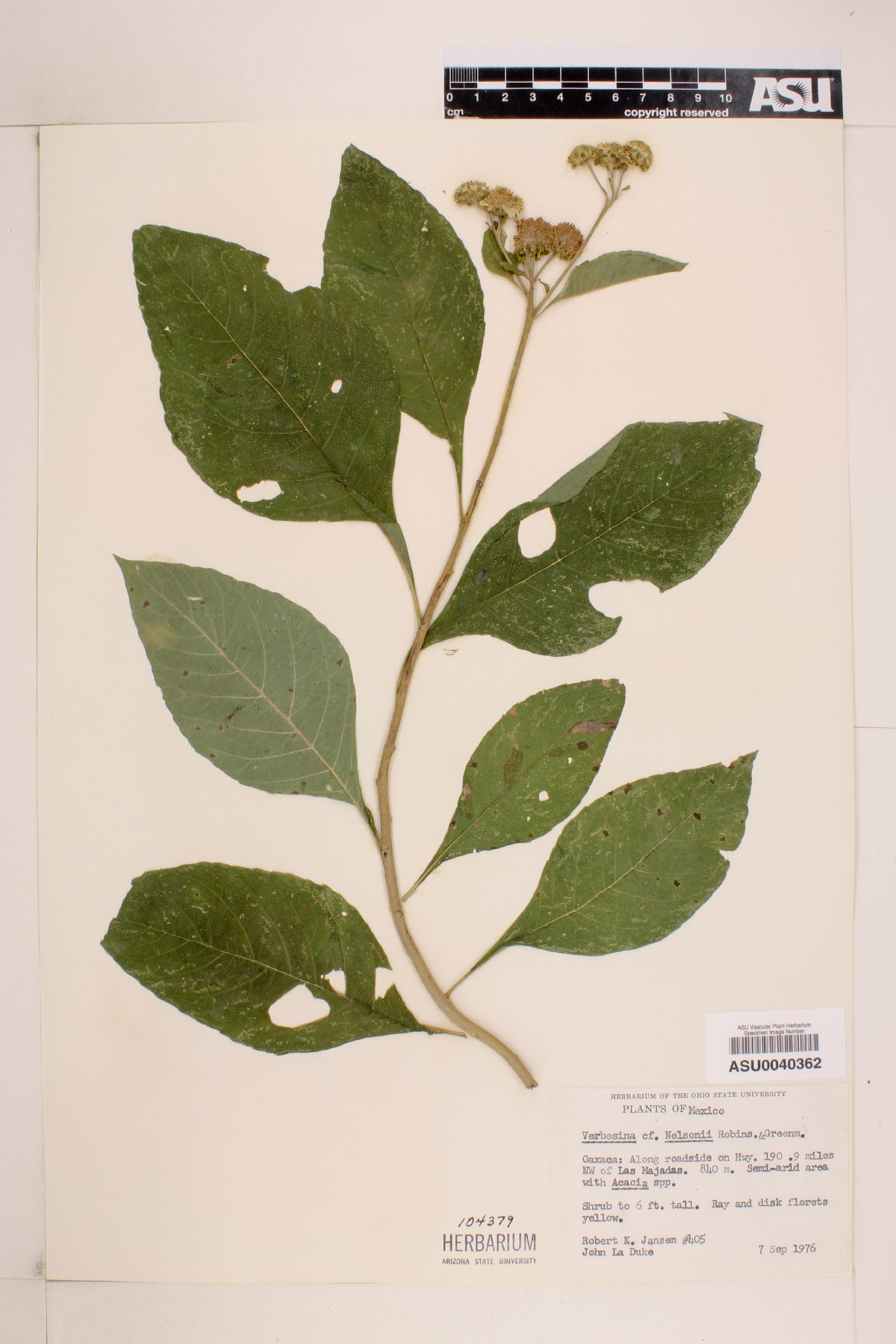 Verbesina nelsonii image