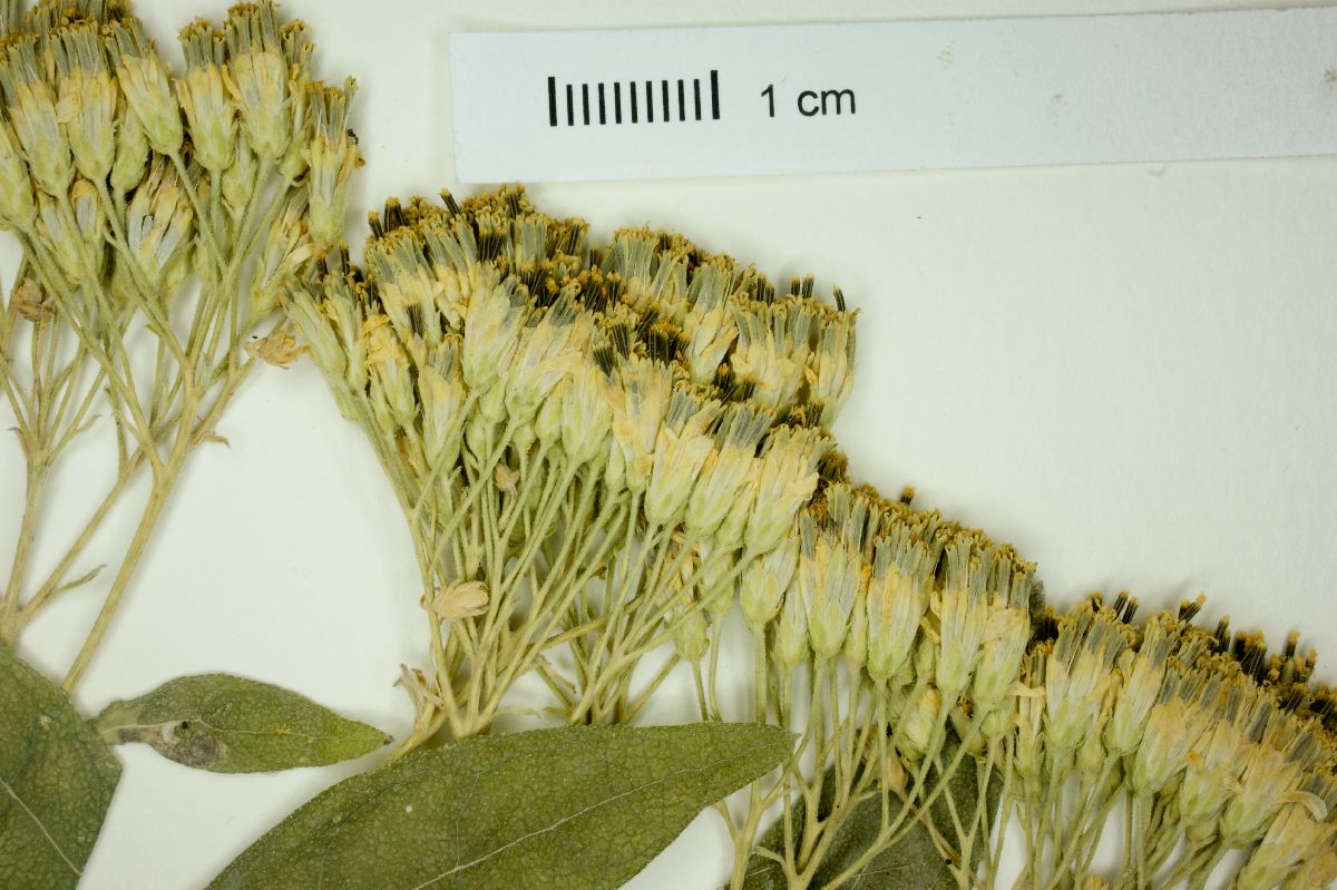 Verbesina oligantha image
