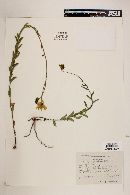 Verbesina parviflora image