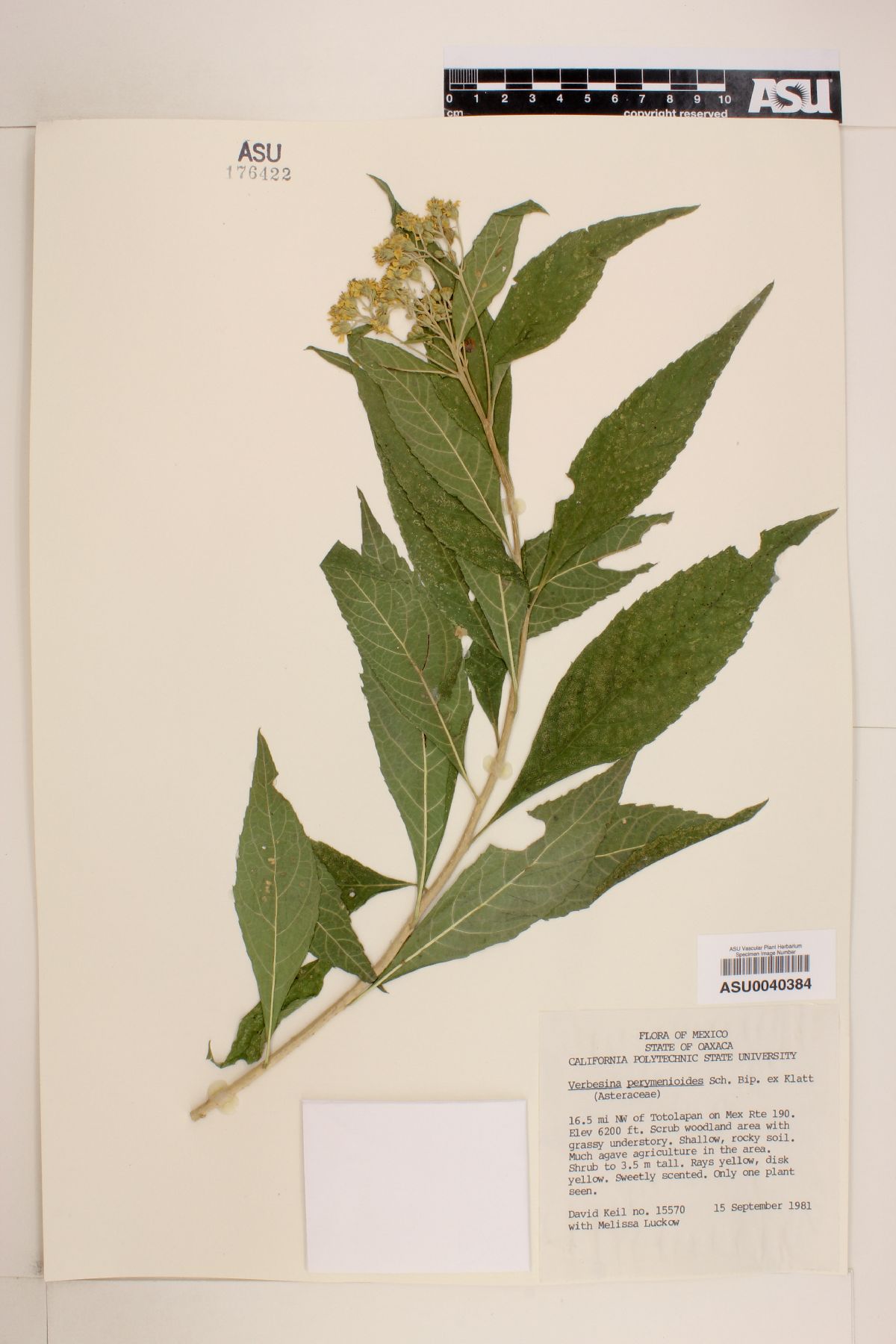 Verbesina perymenioides image