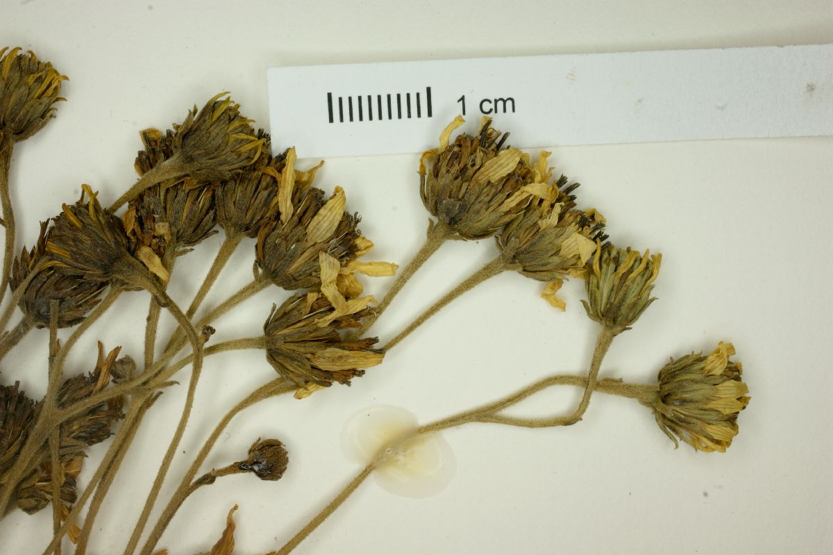 Verbesina glabrata image