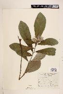 Vernonia arctioides image