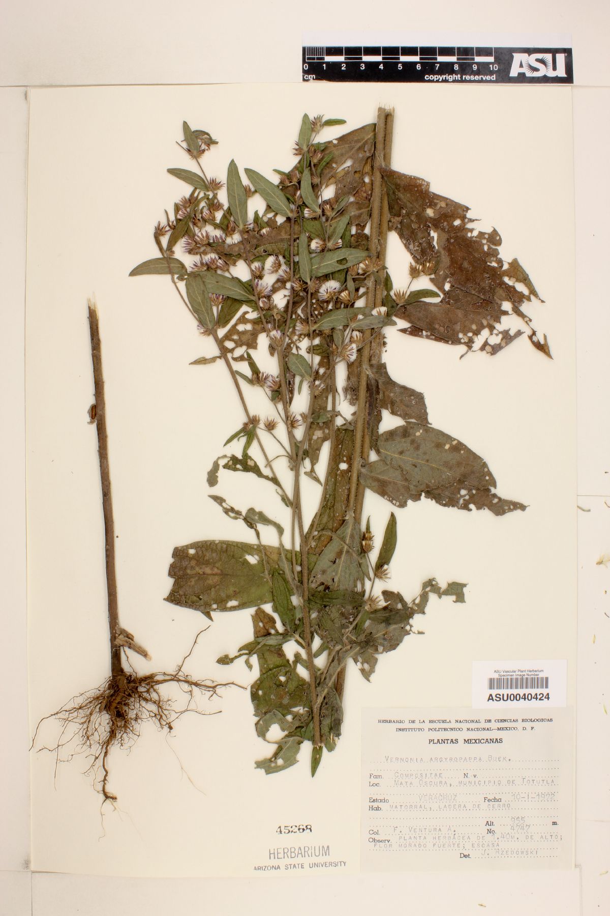 Vernonia argyropappa image