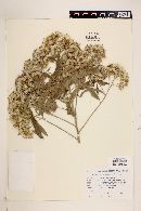 Vernonia durangensis image