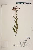 Vernonia greggii image