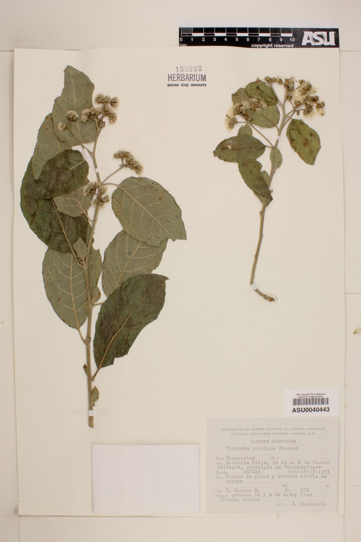 Vernonia morelana image