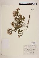 Vernonia salicifolia image