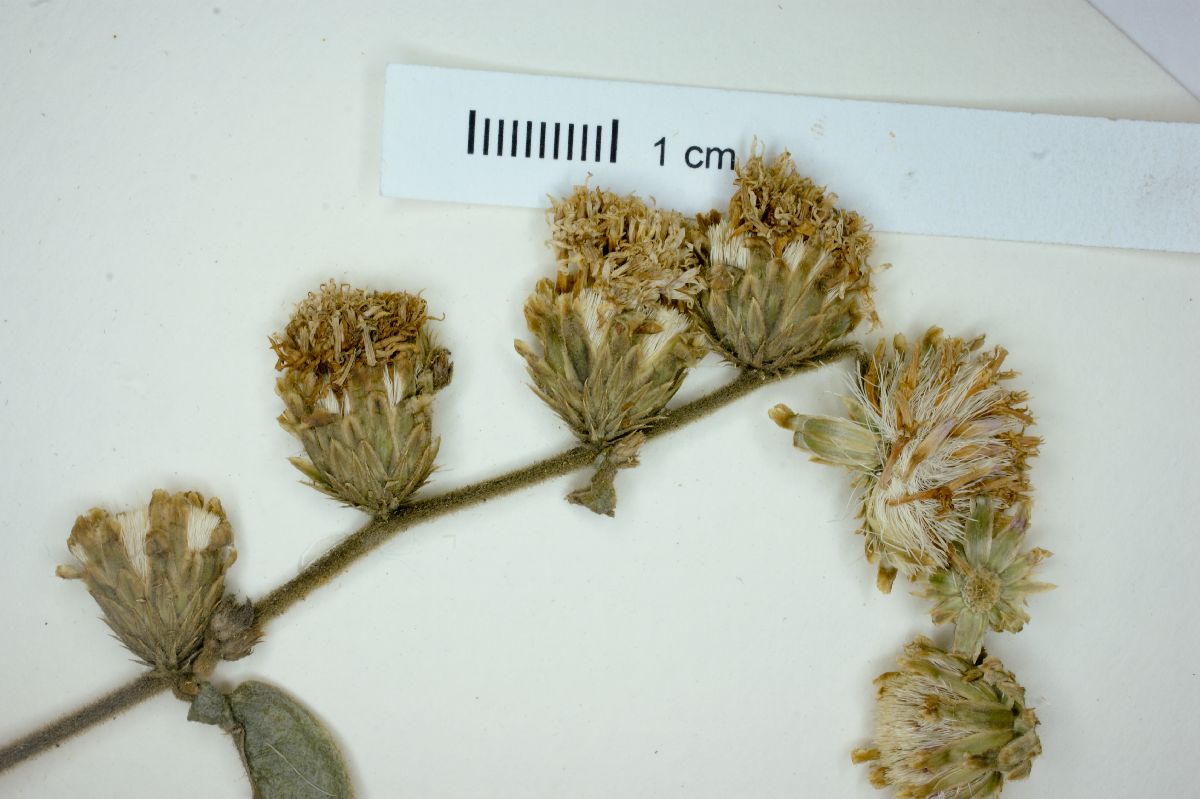 Lepidaploa tortuosa image