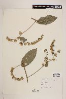 Vernonia tortuosa image