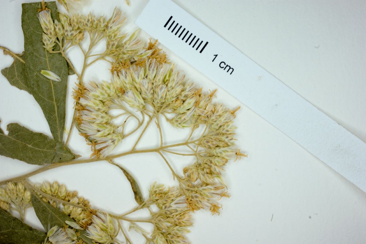 Vernonia triflosculosa var. palmeri image