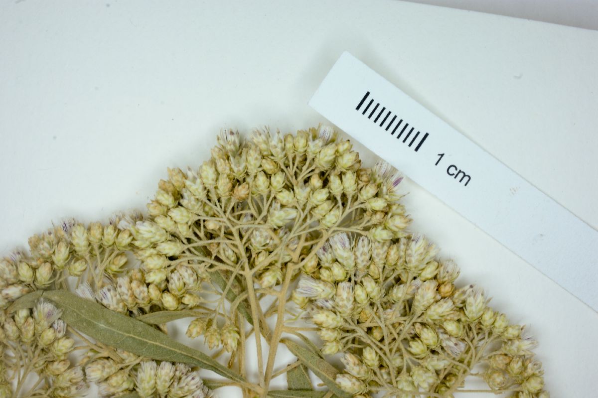 Vernonia triflosculosa var. palmeri image