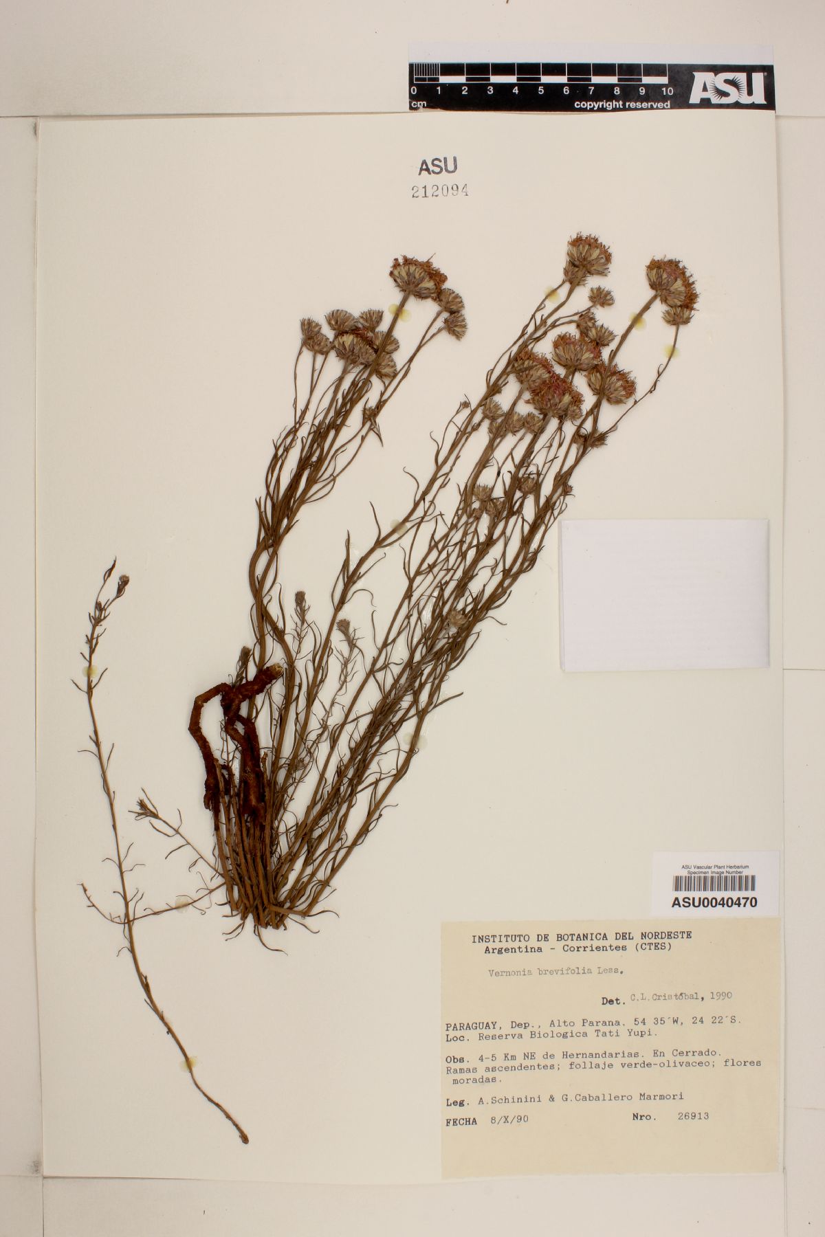 Lessingianthus brevifolius image