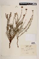 Lessingianthus brevifolius image