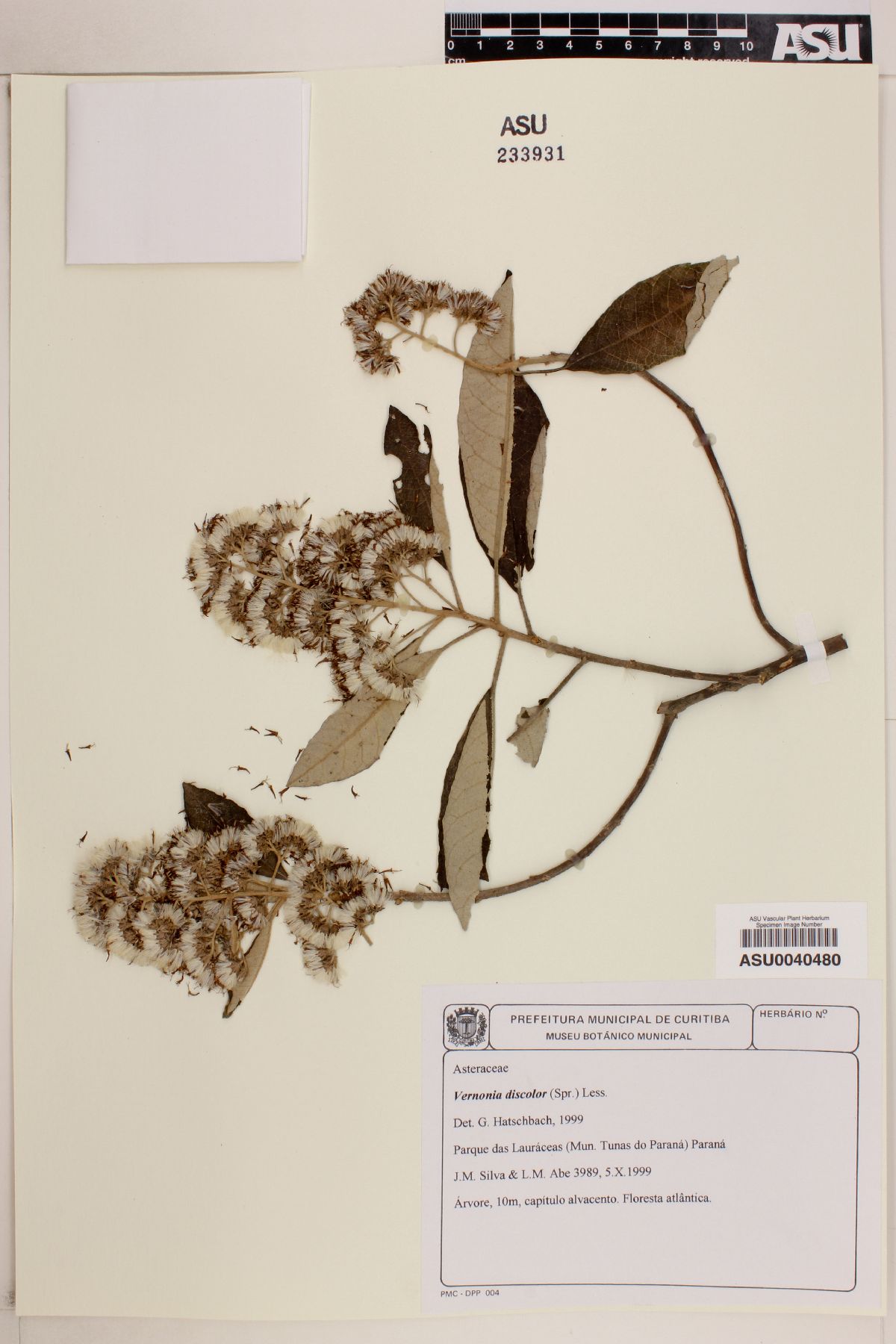 Vernonia discolor image