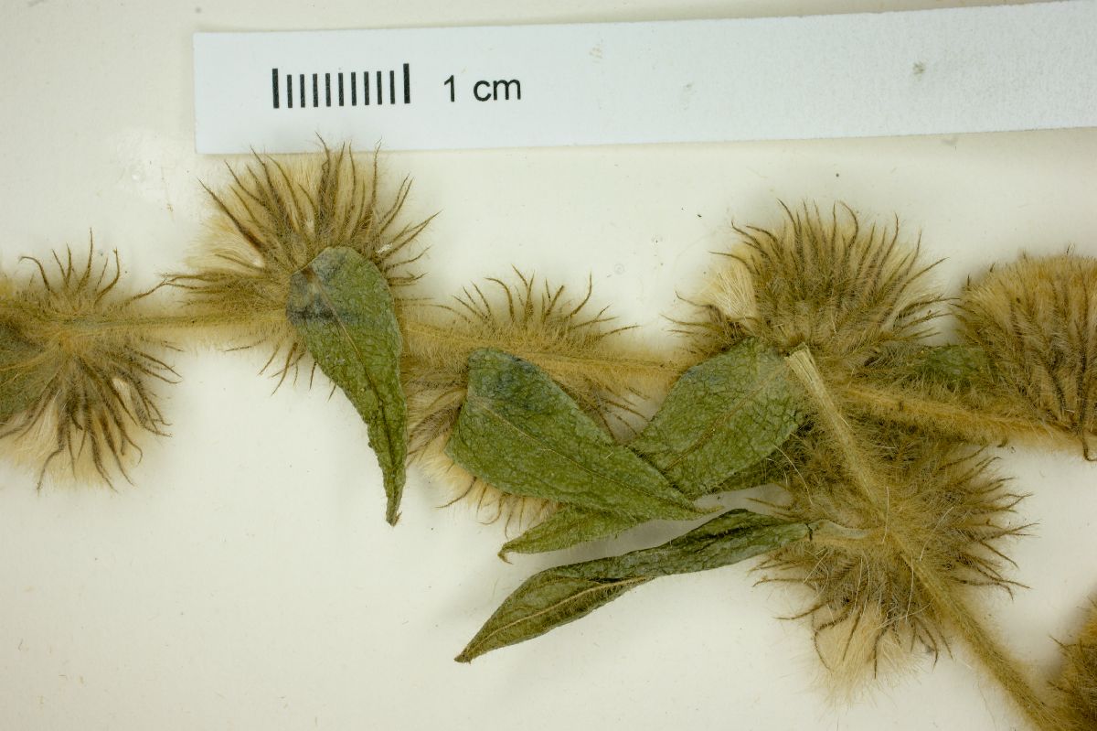 Lepidaploa eriolepis image