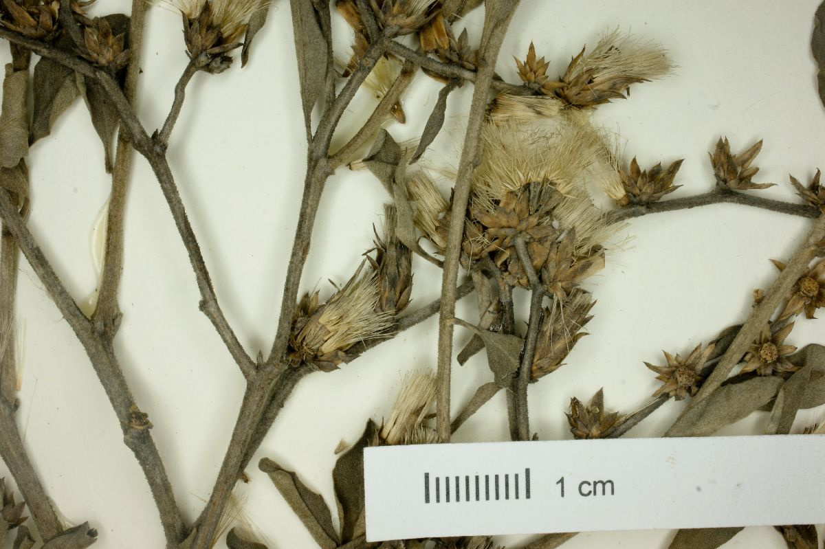 Lepidaploa rufogrisea image