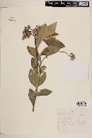 Chrysolaena herbacea image