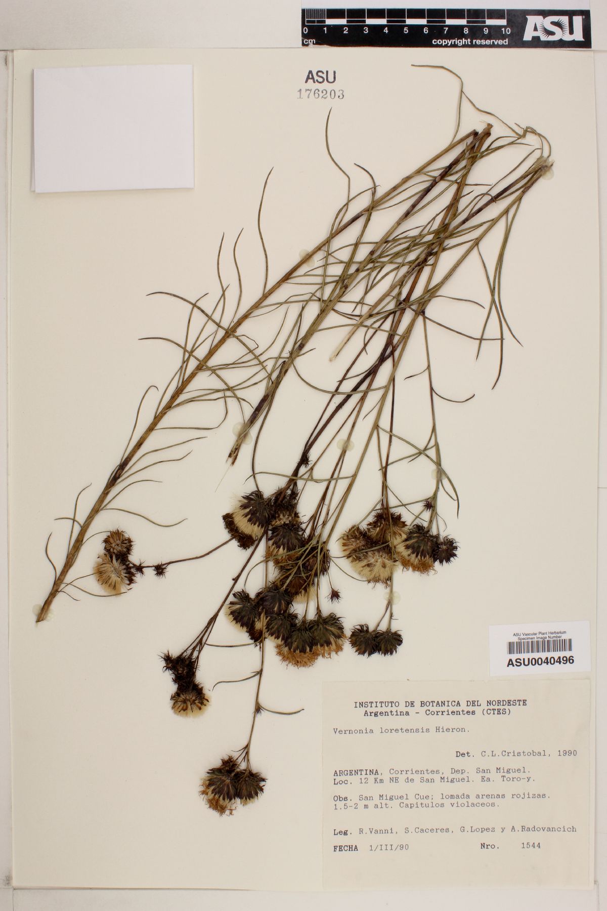 Vernonanthura loretensis image