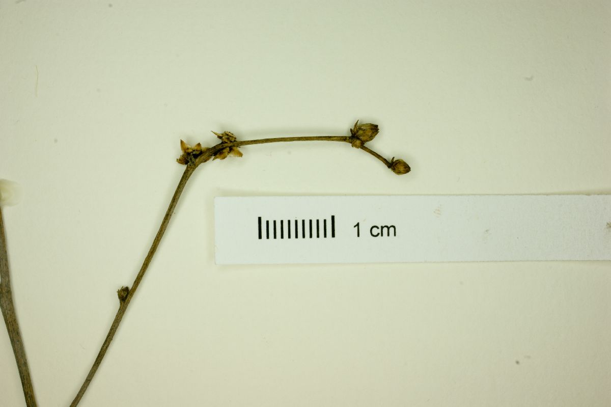 Lessingianthus obtusatus image
