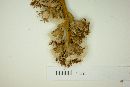Vernonanthura oligactoides image