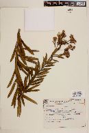 Lessingianthus polyphyllus image