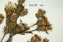 Lessingianthus polyphyllus image