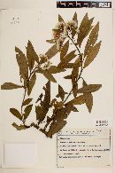 Critoniopsis quinqueflora image