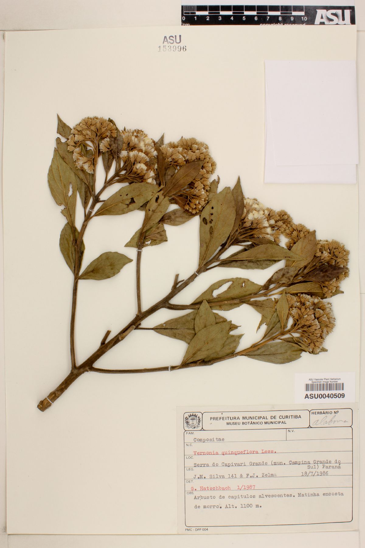 Critoniopsis quinqueflora image