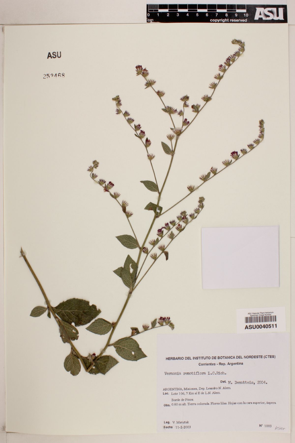 Lepidaploa remotiflora image