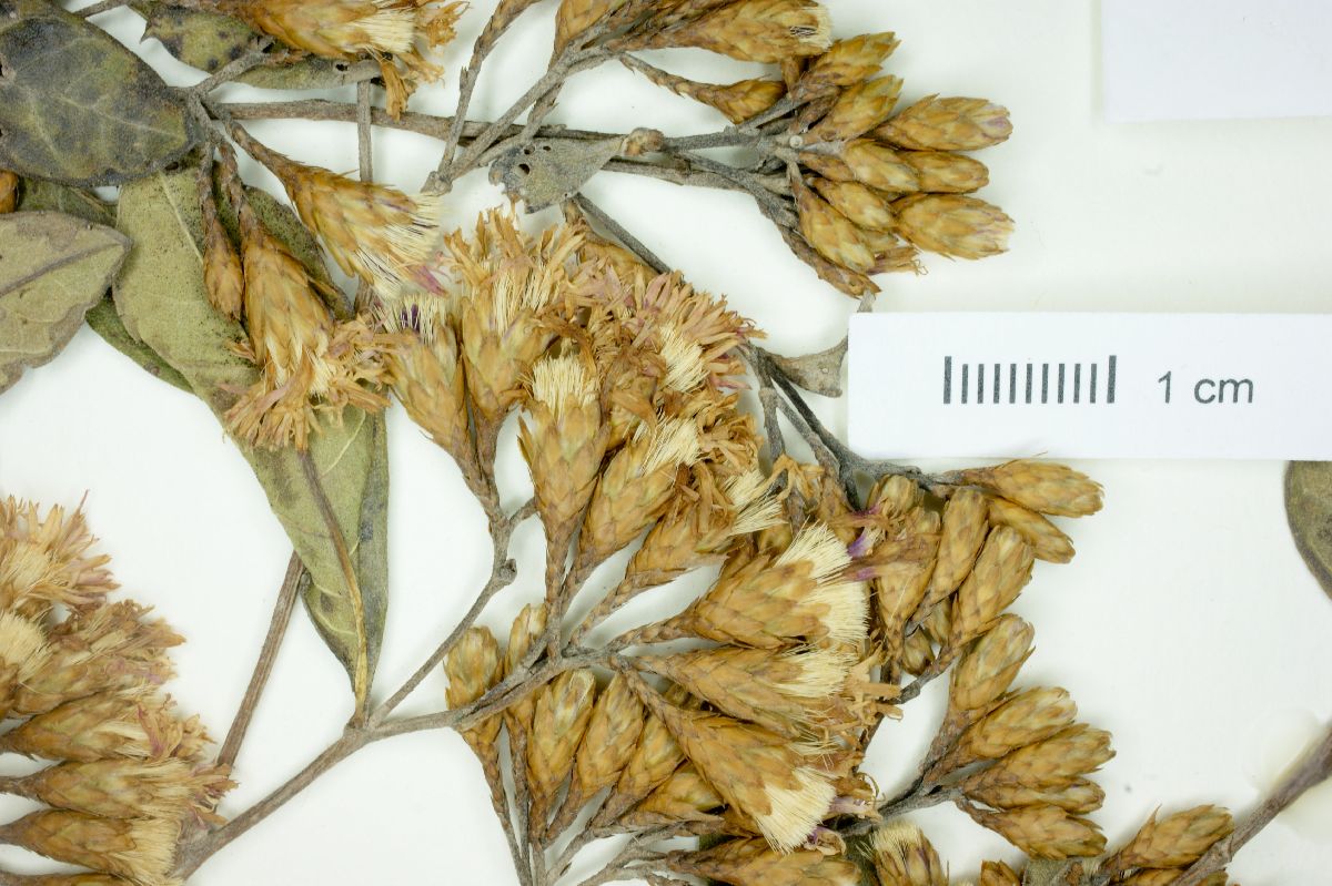 Vernonia squamulosa image