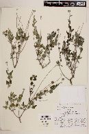 Viguiera brevifolia image