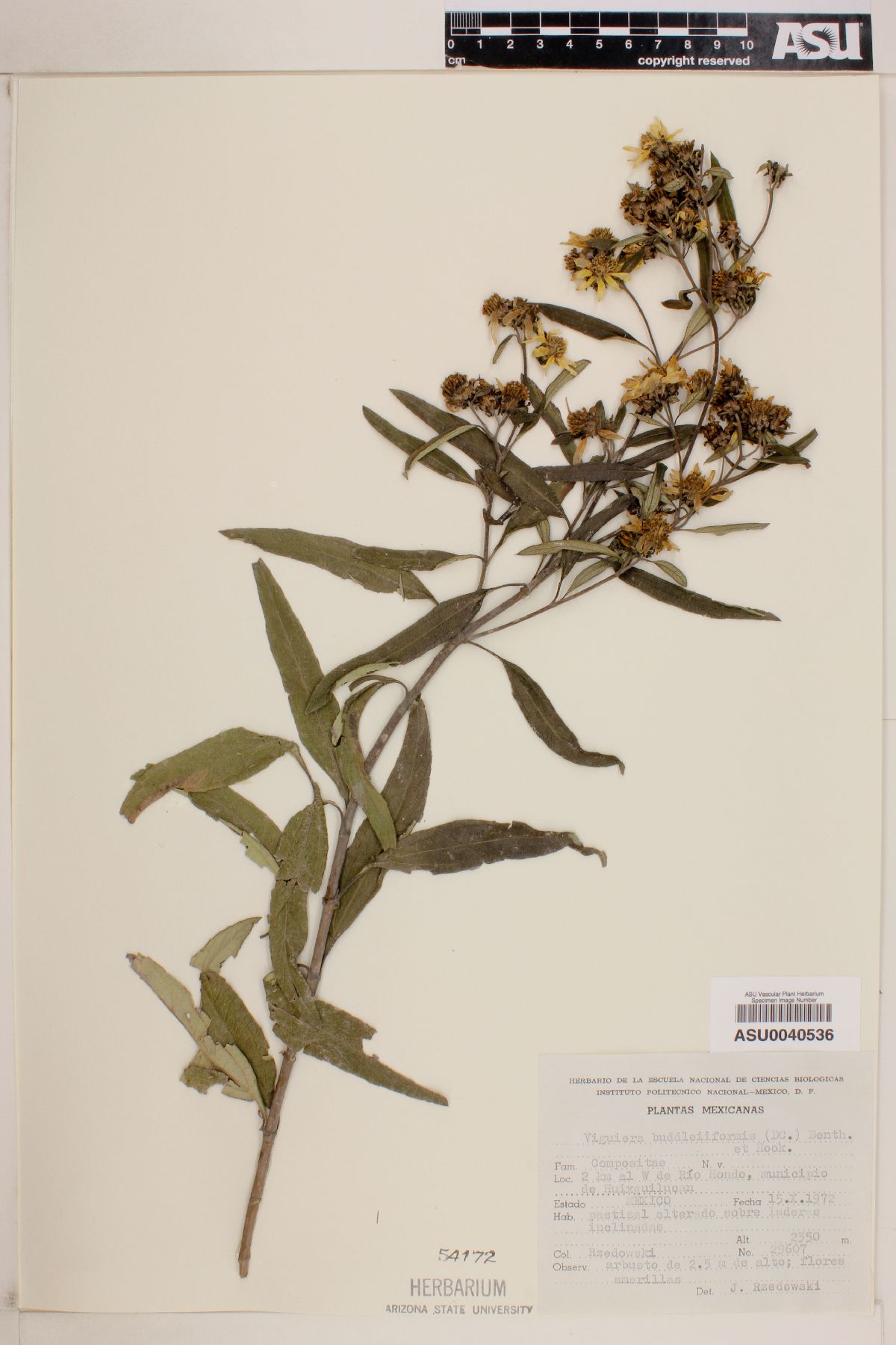 Viguiera buddleiaeformis image