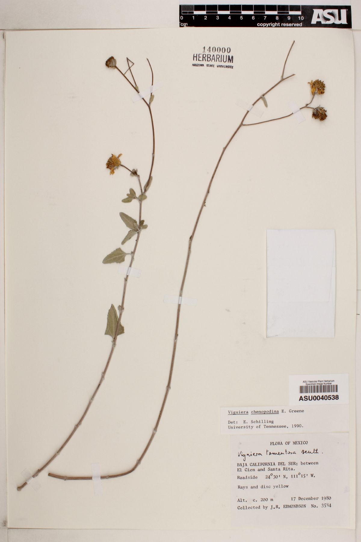 Viguiera chenopodina image