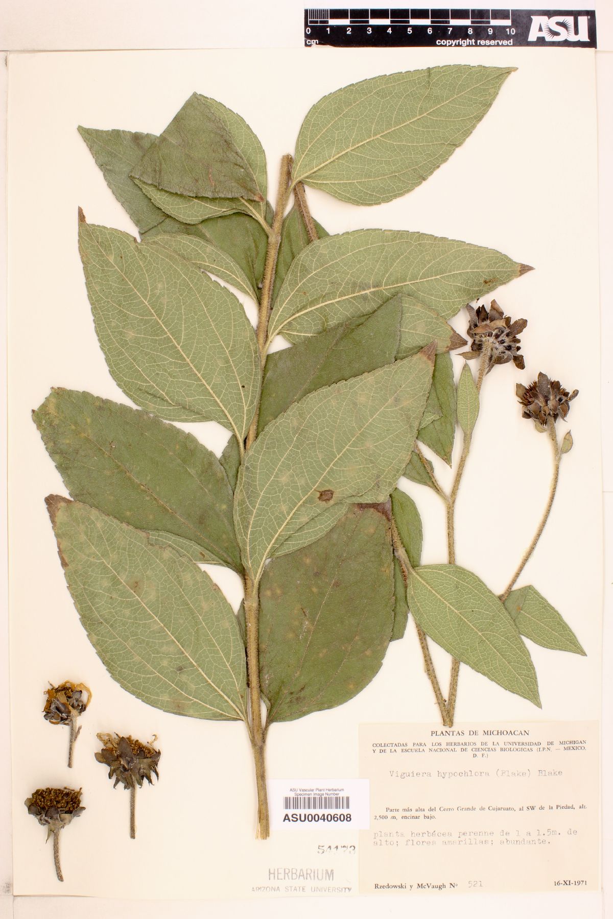 Viguiera hypochlora image